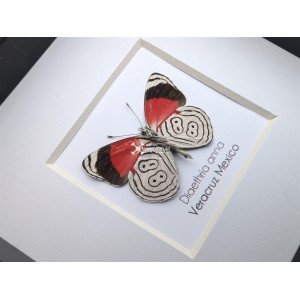Anna's Eighty-eight butterfly